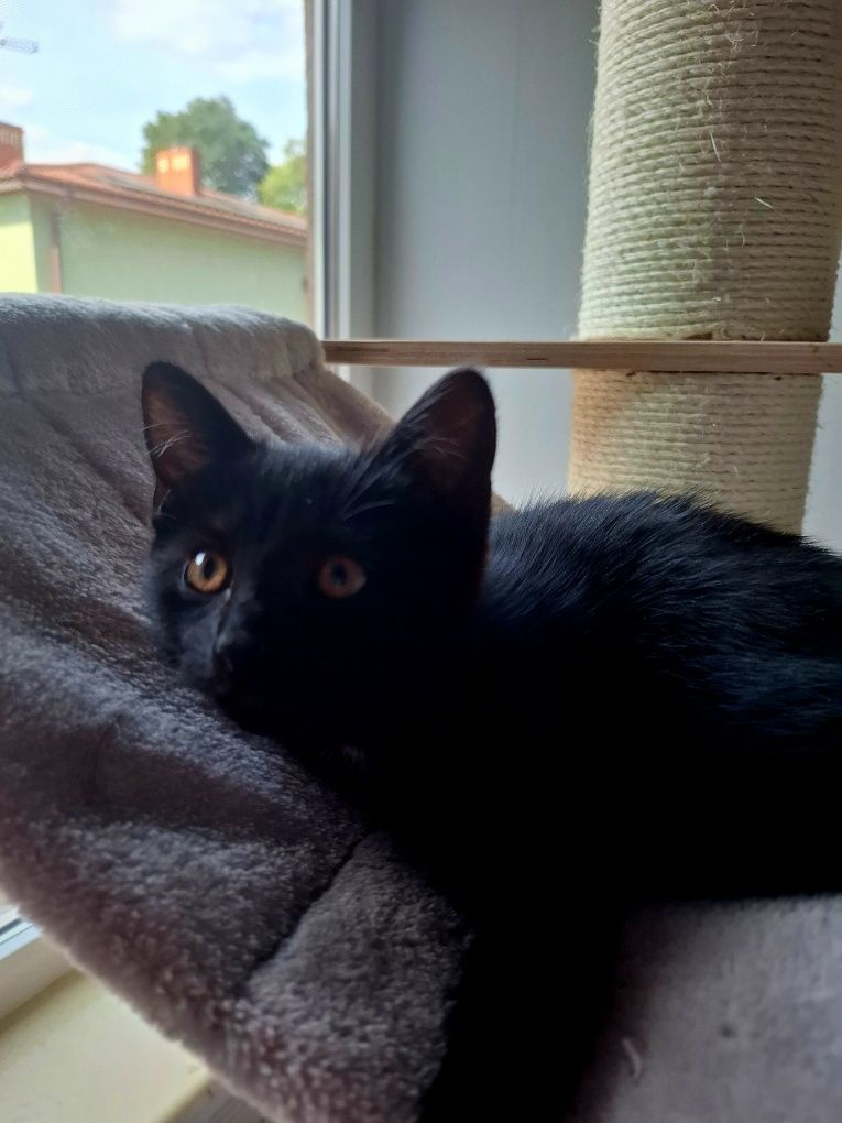 Kotka do adopcji