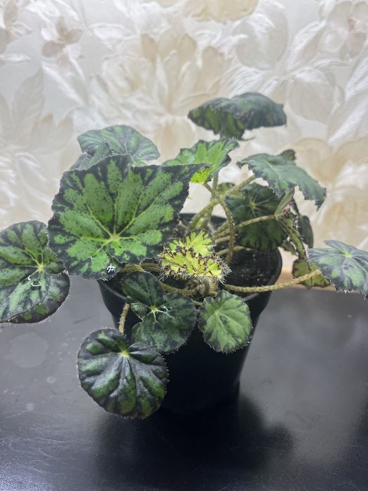 Бегонія Бауера плямиста