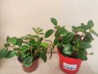 Peperomia pierzowka