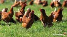 Kury nioski z wolnego wybiegu ! Rossa Messa Leghorn Sendy ! ZAPRASZAM