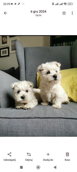 West highland white terrier