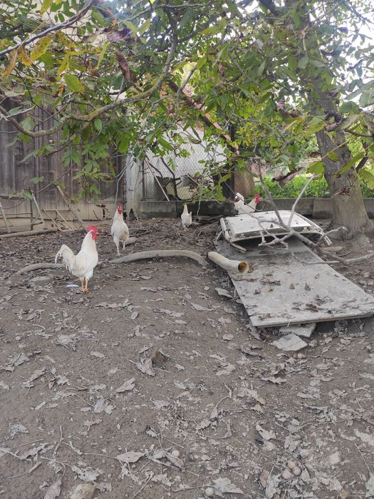 Koguty leghorn tegoroczne