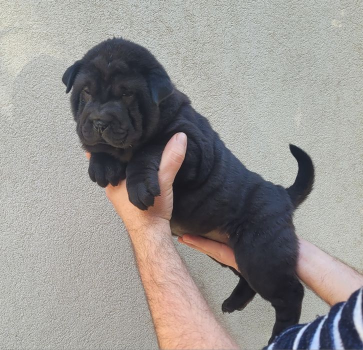 Sharpei femea preta