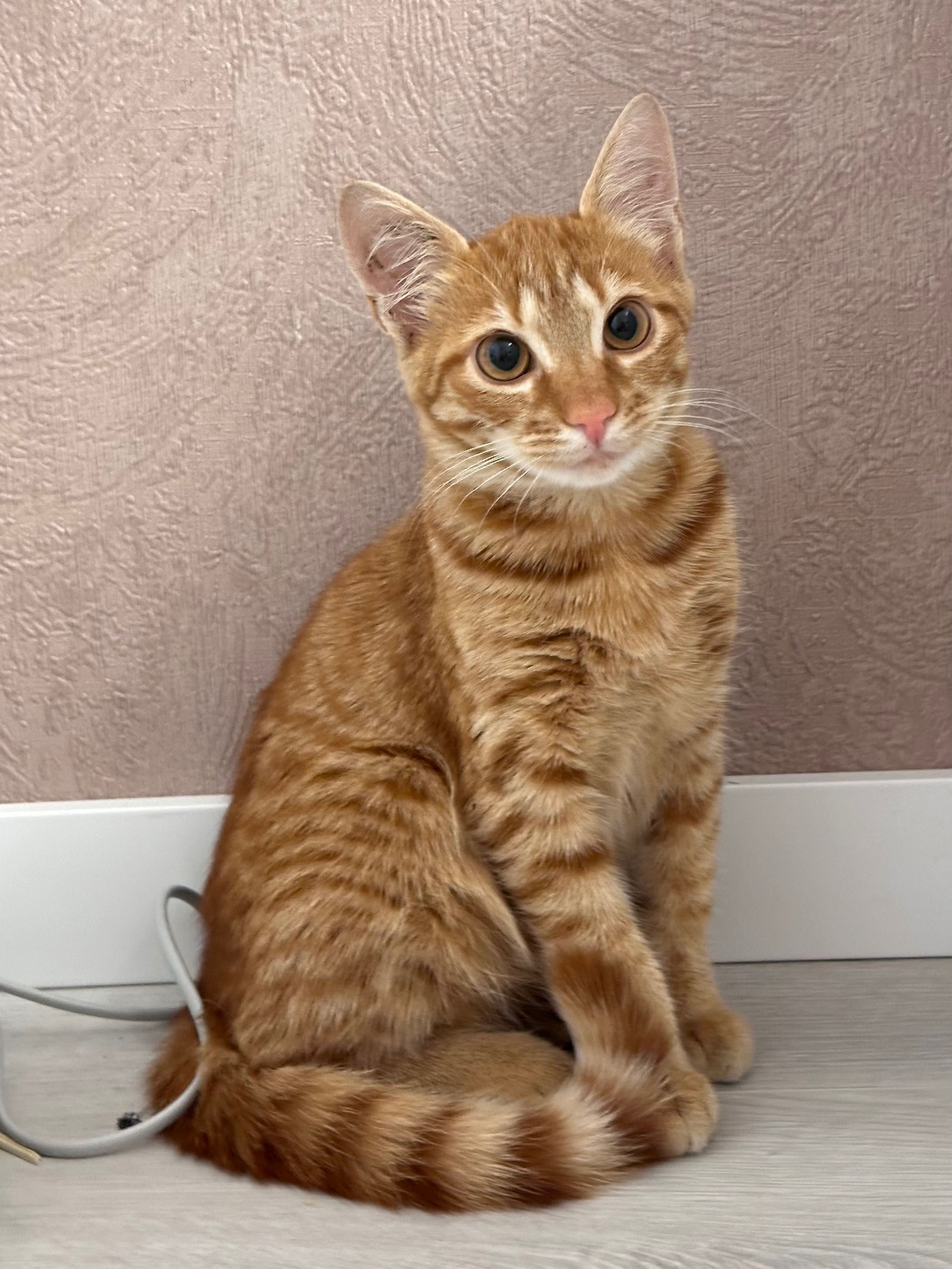 Котик * Лейс*  вік 5-6 місяців, шукає сімʼю