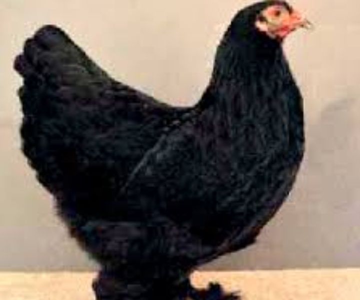 Інкубаційне яйце брама та індик бурбон