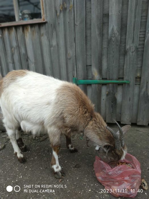 Козочка молоденька