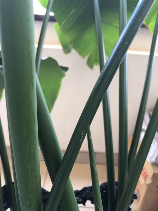 Strelicja biała strelitzia nicolai 150 cm 3 rośliny w jednej