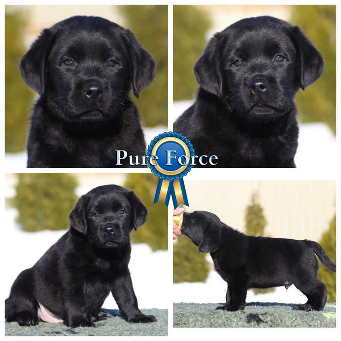 Щенки лабрадора ретривера, цуценята лабрадора ретрівера от профи.