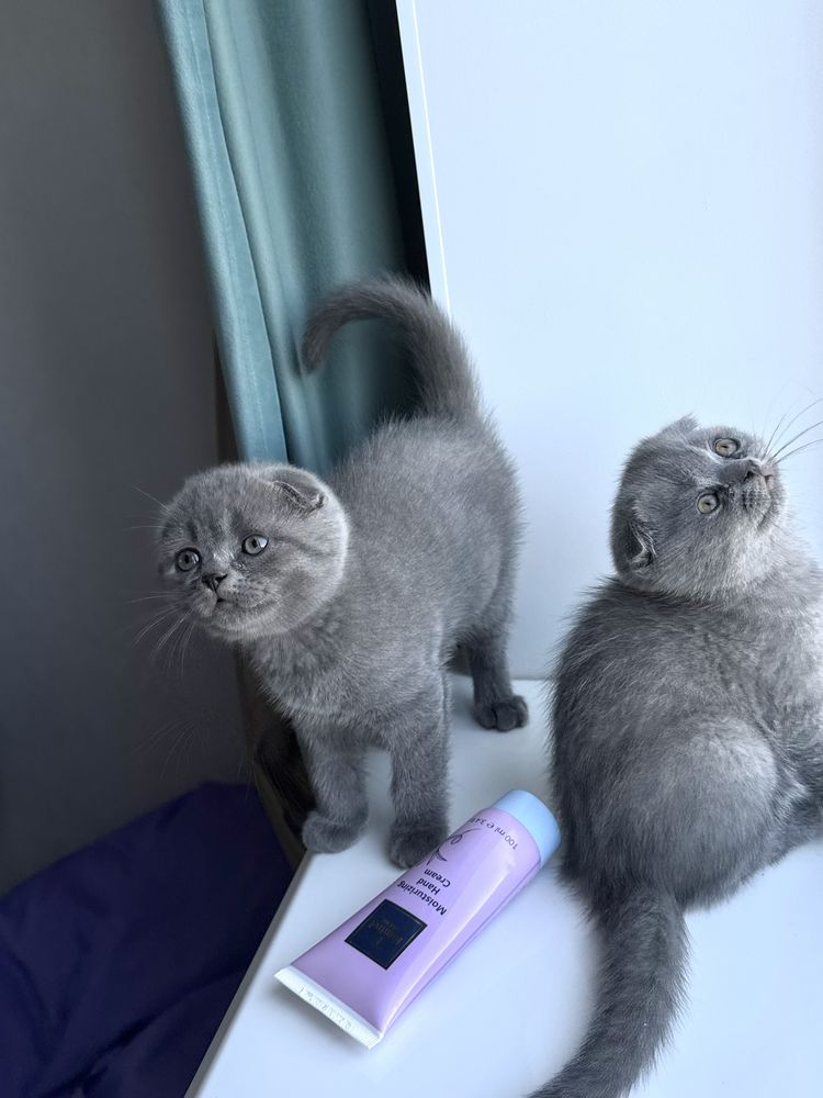 Шотландские вислоушки