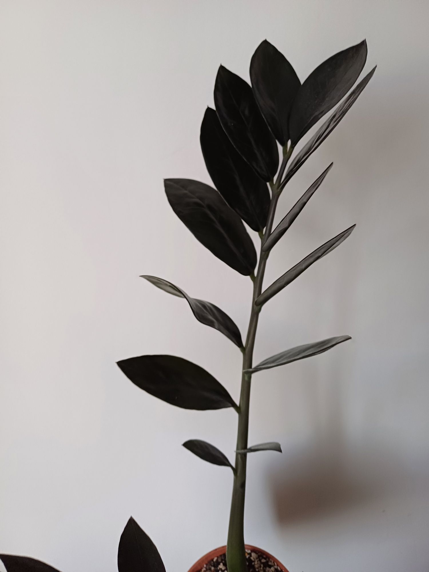Zamiokulkas Raven 11 cm