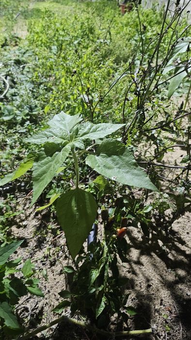 Vendo algumas ervas aromáticas