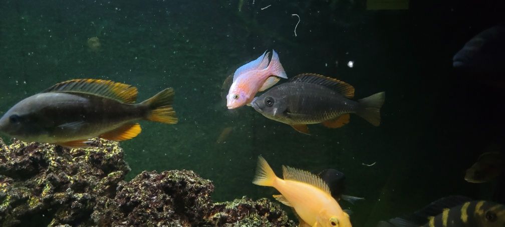 Pyszczak Borleyi red kadango