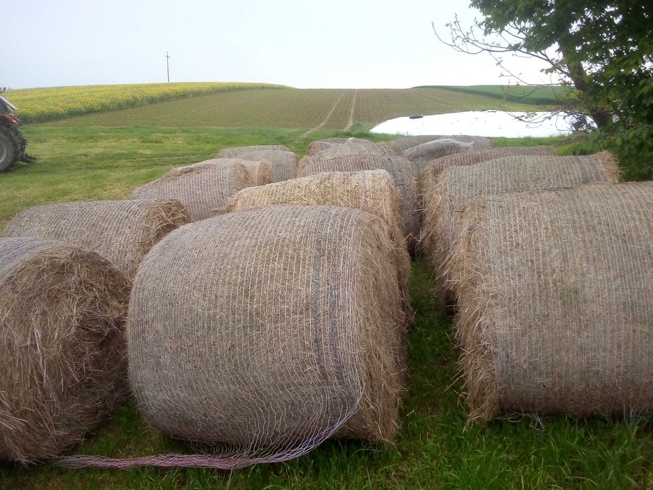 Siano ze zbioru 2024