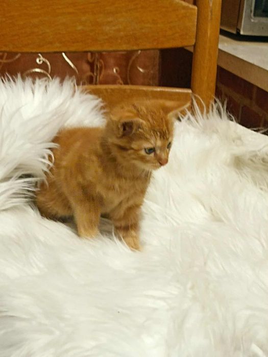 Oddam kotki w dobre rece