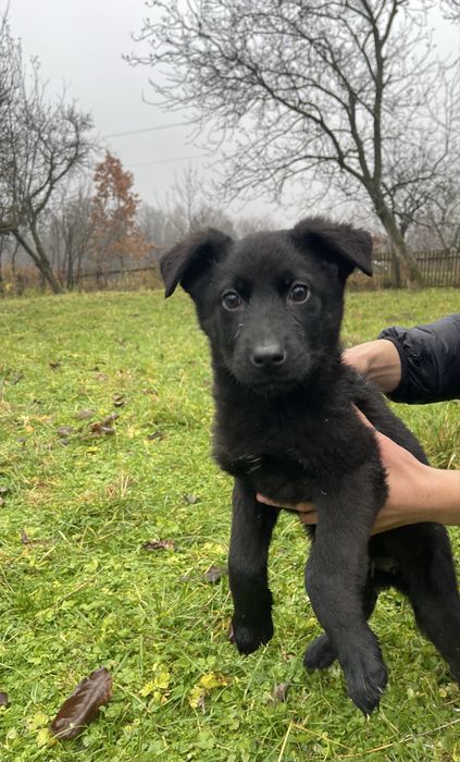 Щенок ,собака,цуцик безкоштовно