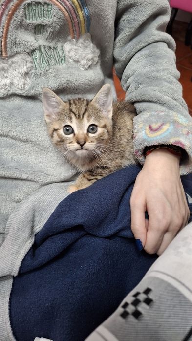 Dá-se gatinhos bebes