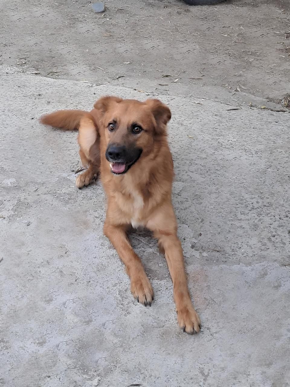 Simão para adoção responsável