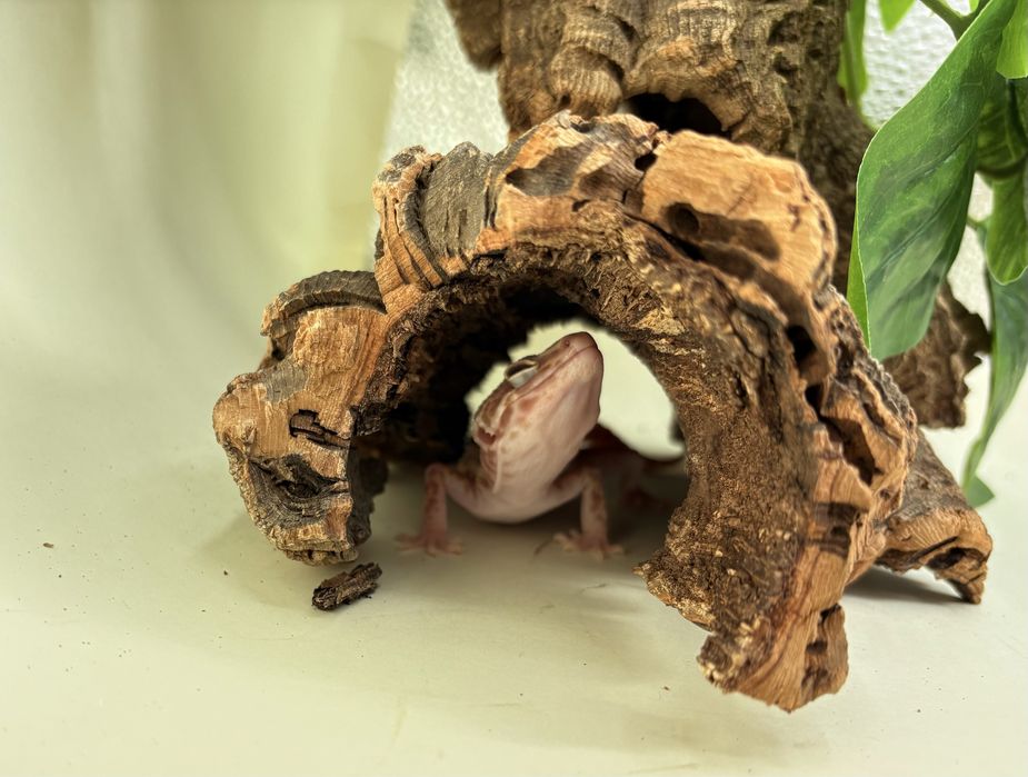 Gekon Lamparci (Eublepharis macularius)