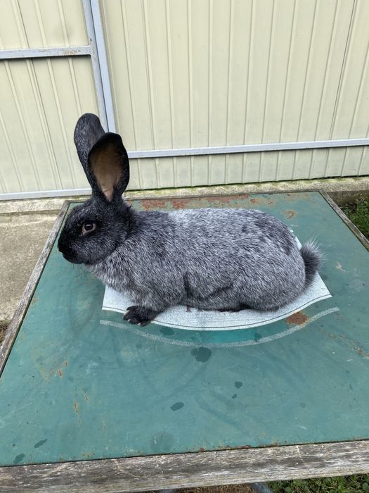 Кролики Полтавське Срібло