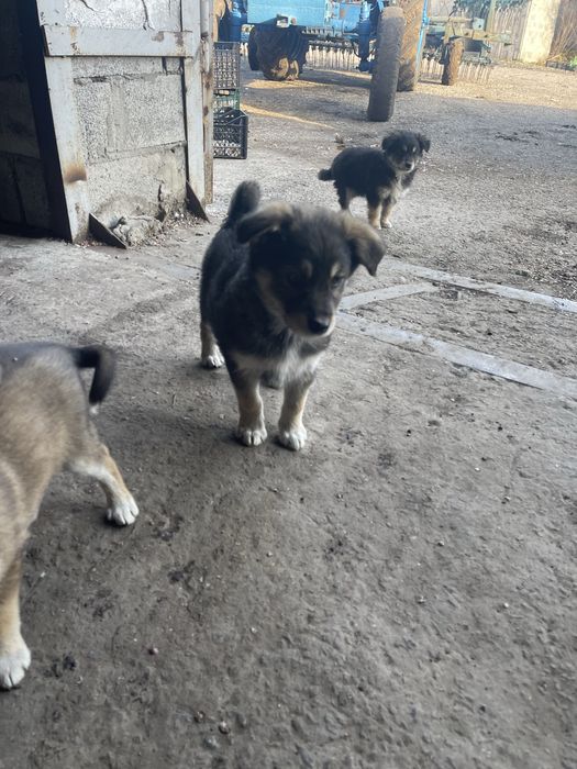 Бесплатно щенка цуценя собака