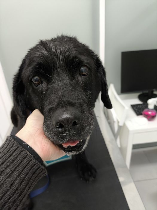 Ajuda para Labradora sénior