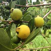 Plantas de araçã amarelo