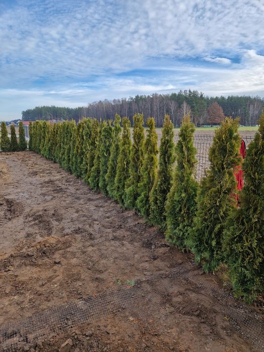 Tuje thuje Szmaragd, brabant transport nasadzenia