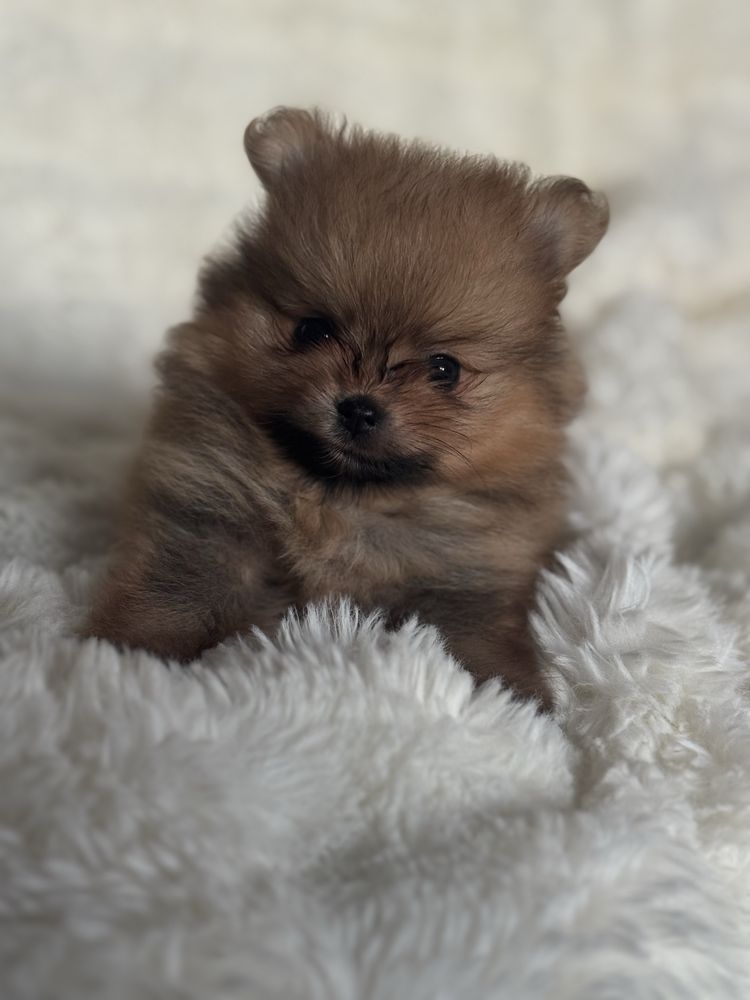 Szpic miniaturowy/Pomeranian - chłopiec