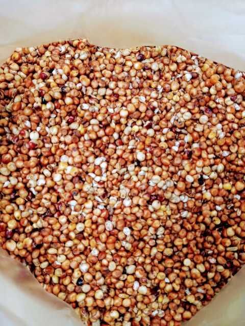 Sorgo czerwone. Karma dla gołębi, papug, kur i innych ptaków