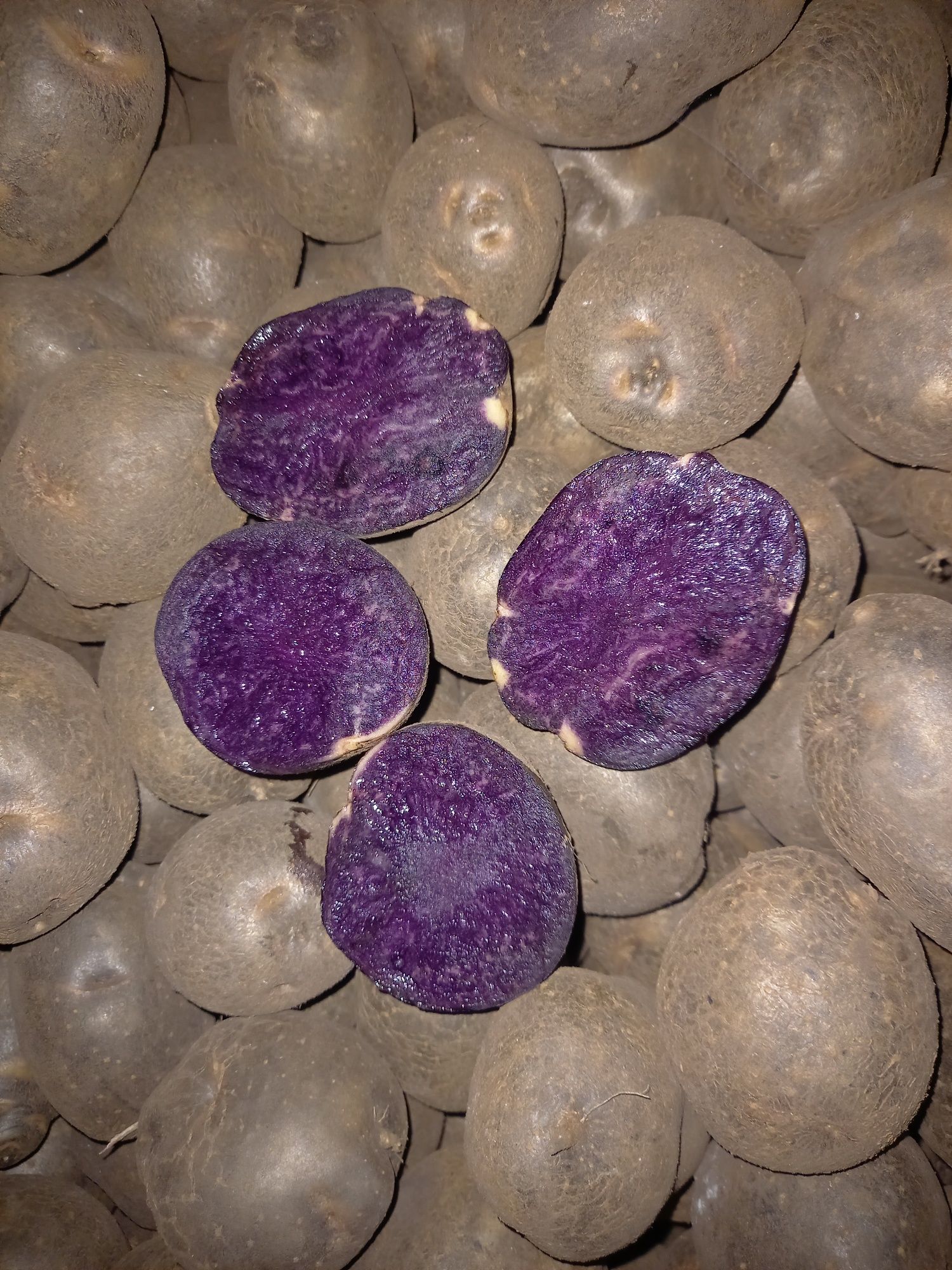 Продам фіолетову картоплю сорту солоха