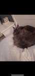 Maine coon kotka szara