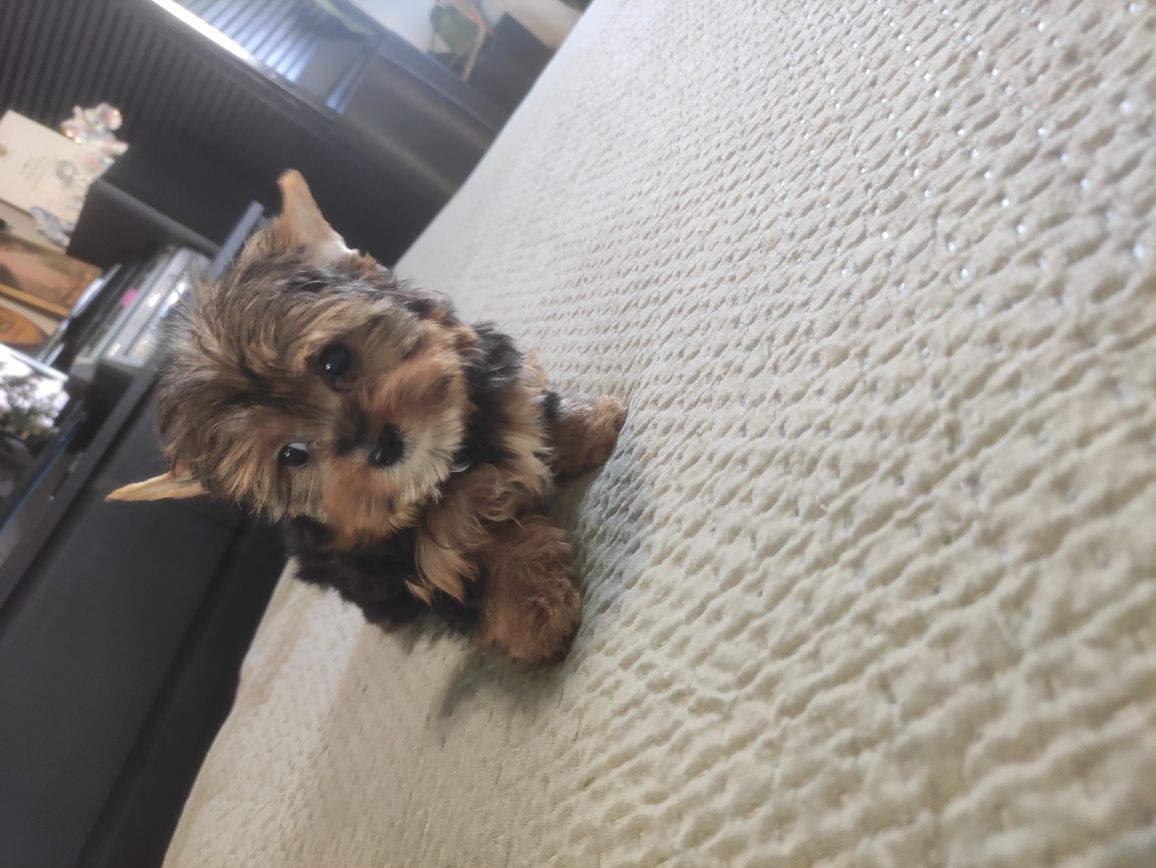 Sunia Yorkshire terrier mini