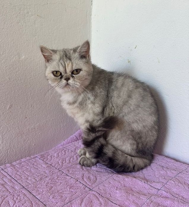 Scottish straight menina