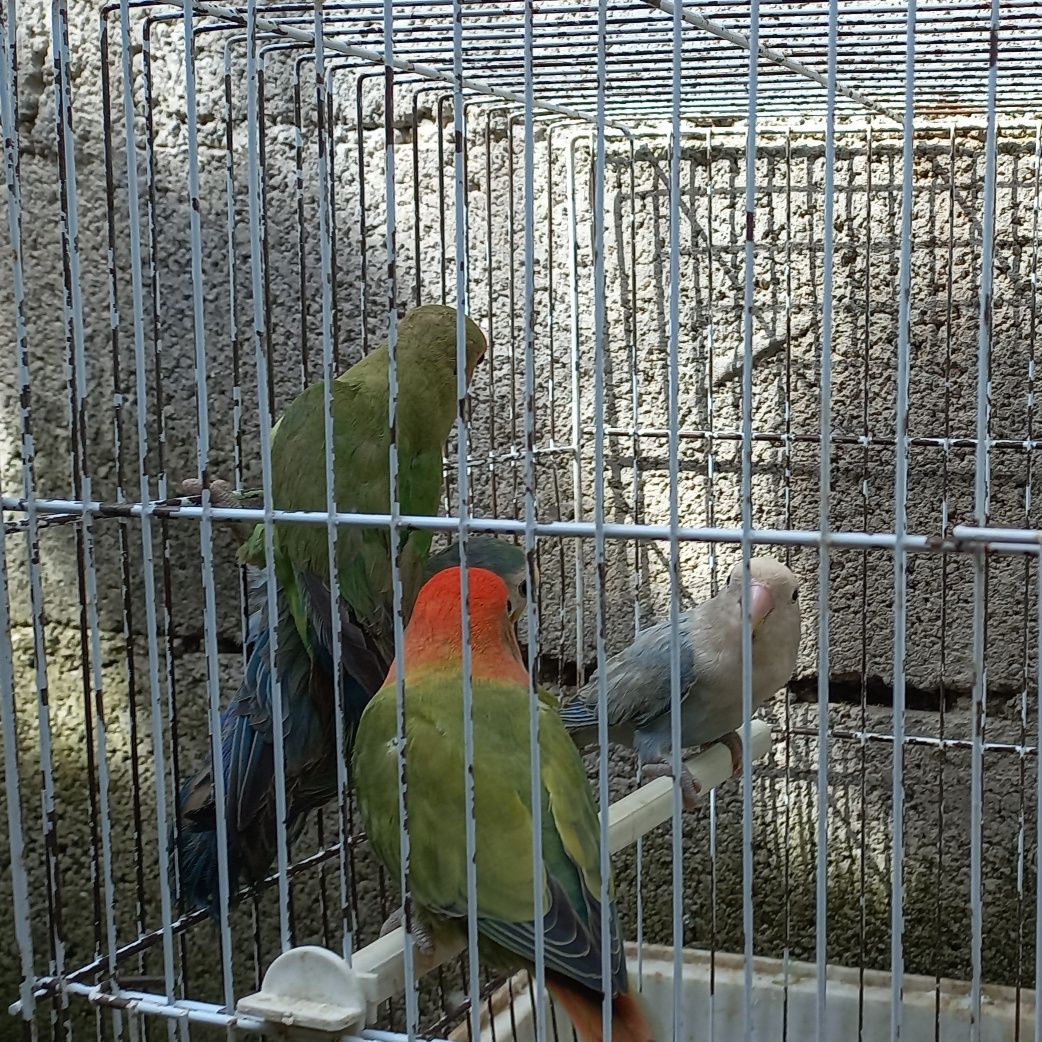 Agaponeis Roseicolins