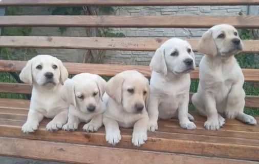 Продам щенков Лабрадор