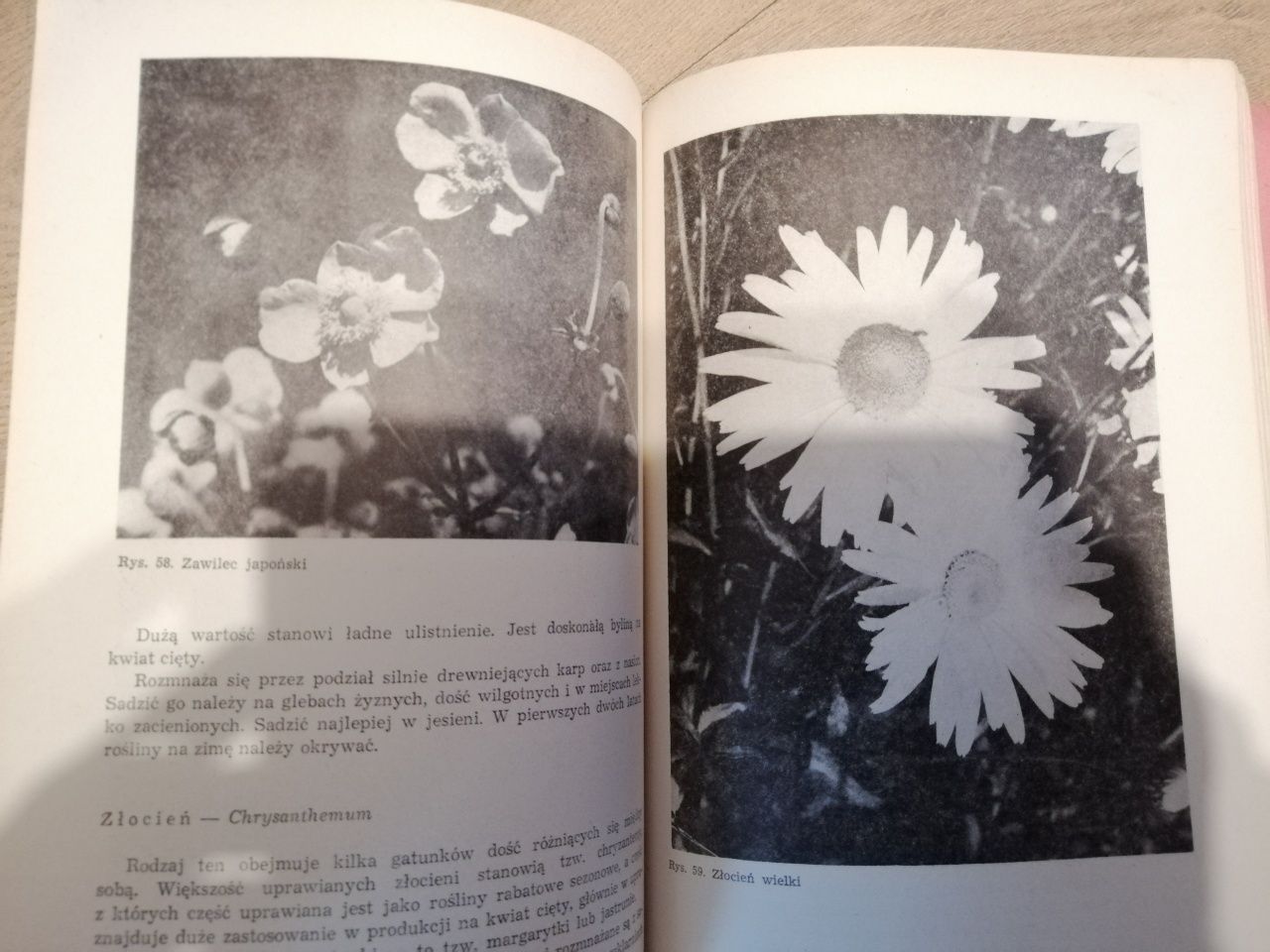 Kwiaciarstwo dla Zasadniczych szkół ogrodniczych 1974