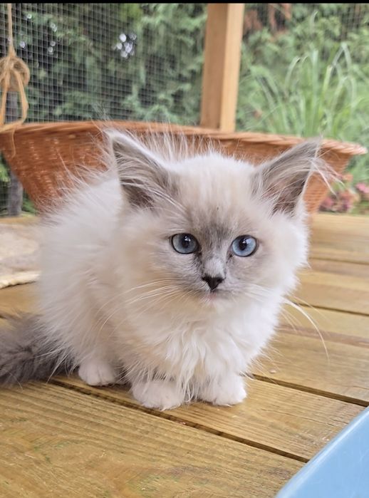 Kocurek Ragdoll Julek Na Kujawach*PLL