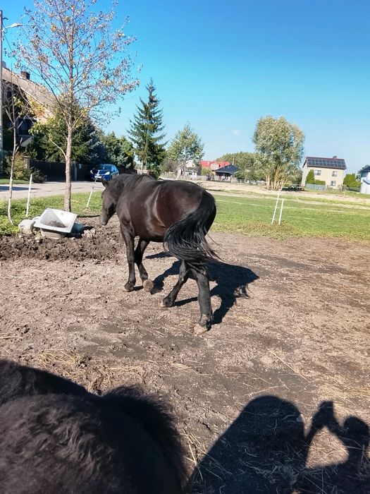 Sprzedam klacz, wiek ok 20 mscy