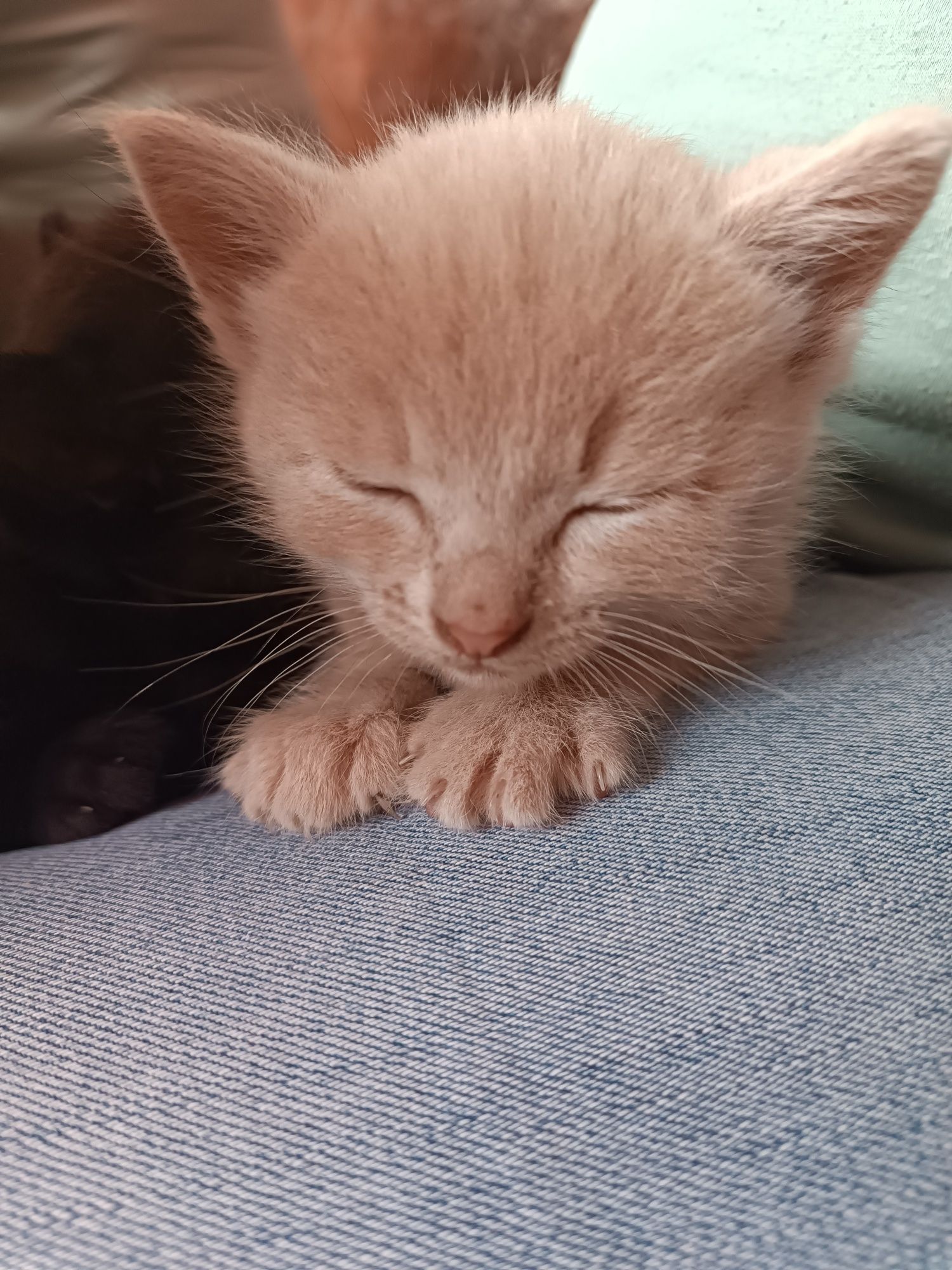 Кошеня хлопчик, кремовий колір...