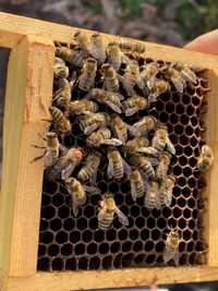 Matki pszczele jednodniowe 2024