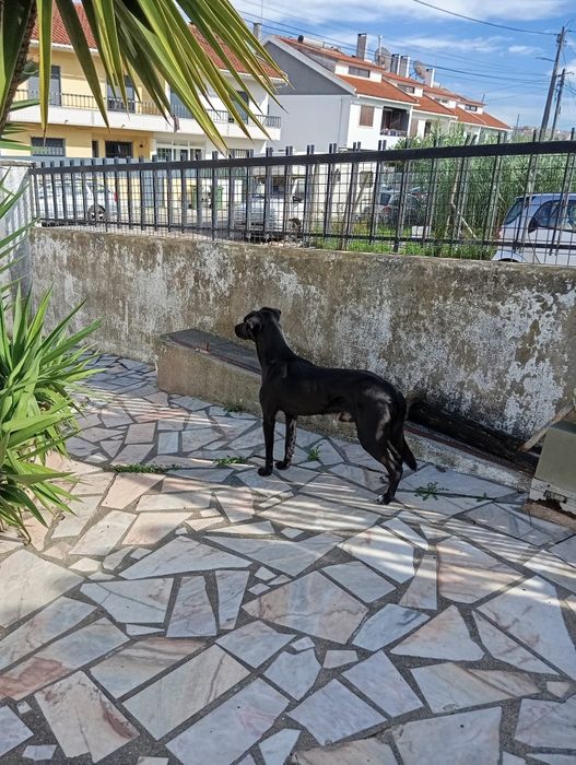 Doação de Cãozinho brincalhão