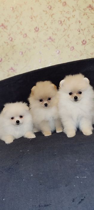 Маленькі пухнастики