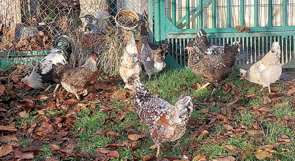 Czubatka staropolska,  jaja lęgowe
