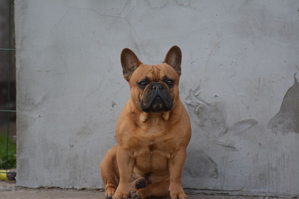 Французский бульдог, вязка. КСУ.