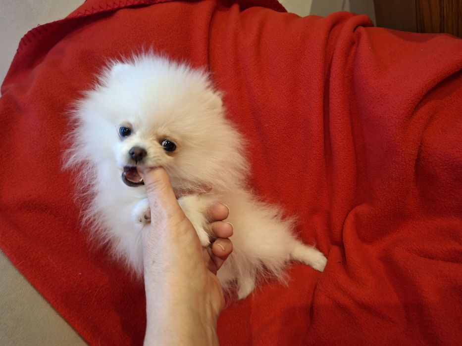 Sunia szpic miniaturowy pomeranian