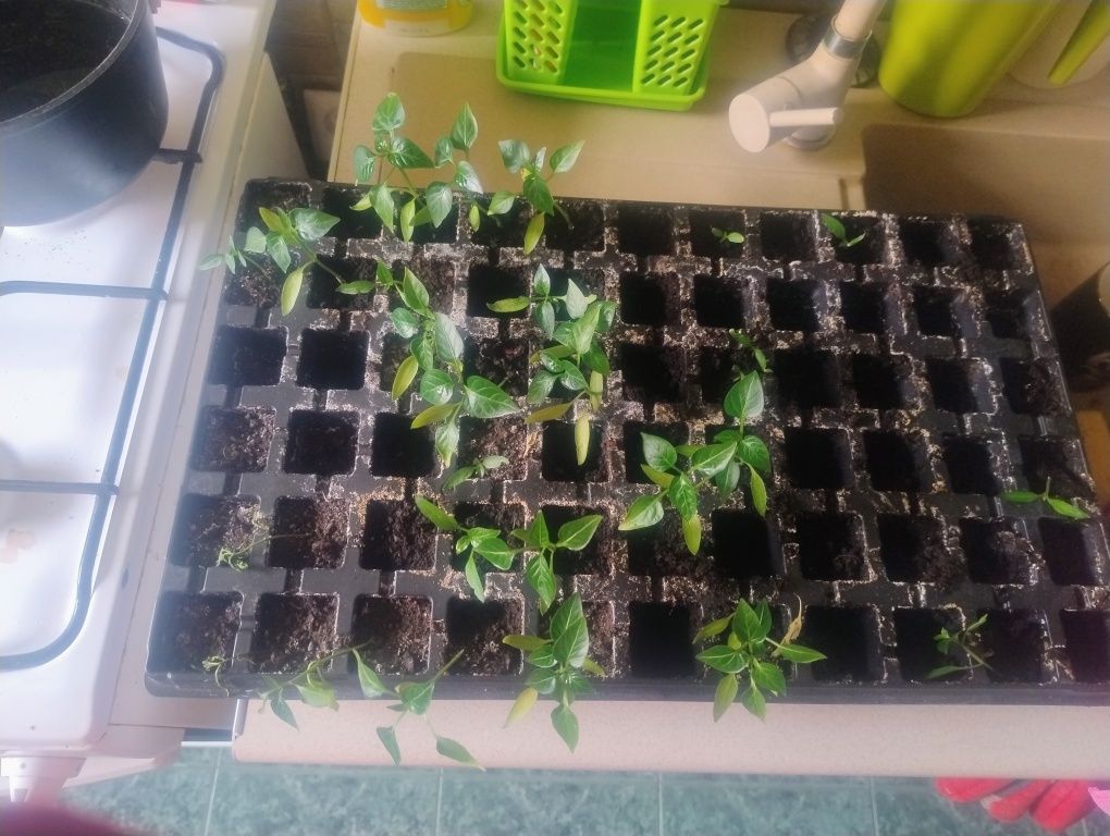 28szt Sadzonki papryki czerwonej za 1szt 3zl