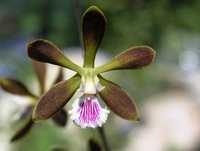 Орхідея Энциклия крилата (Encyclia alata)