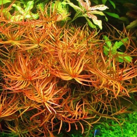 Ludwigia Arcuata (gałązka)