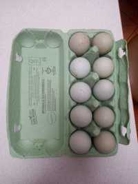 Jajka lęgowe arakuan