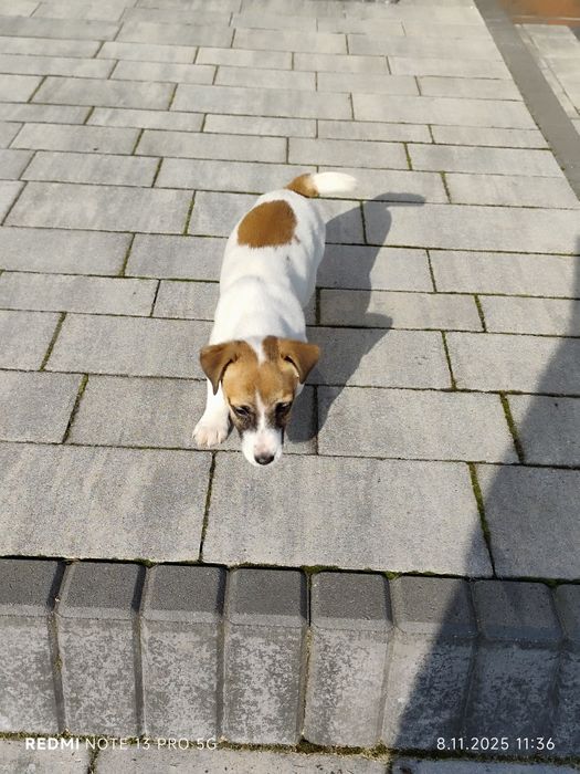 Suczka Jack Russell Terrier wielopokoleniowy pochodzenie